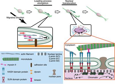 Mechanical Regulation of Nuclear Translocation in Migratory Neurons